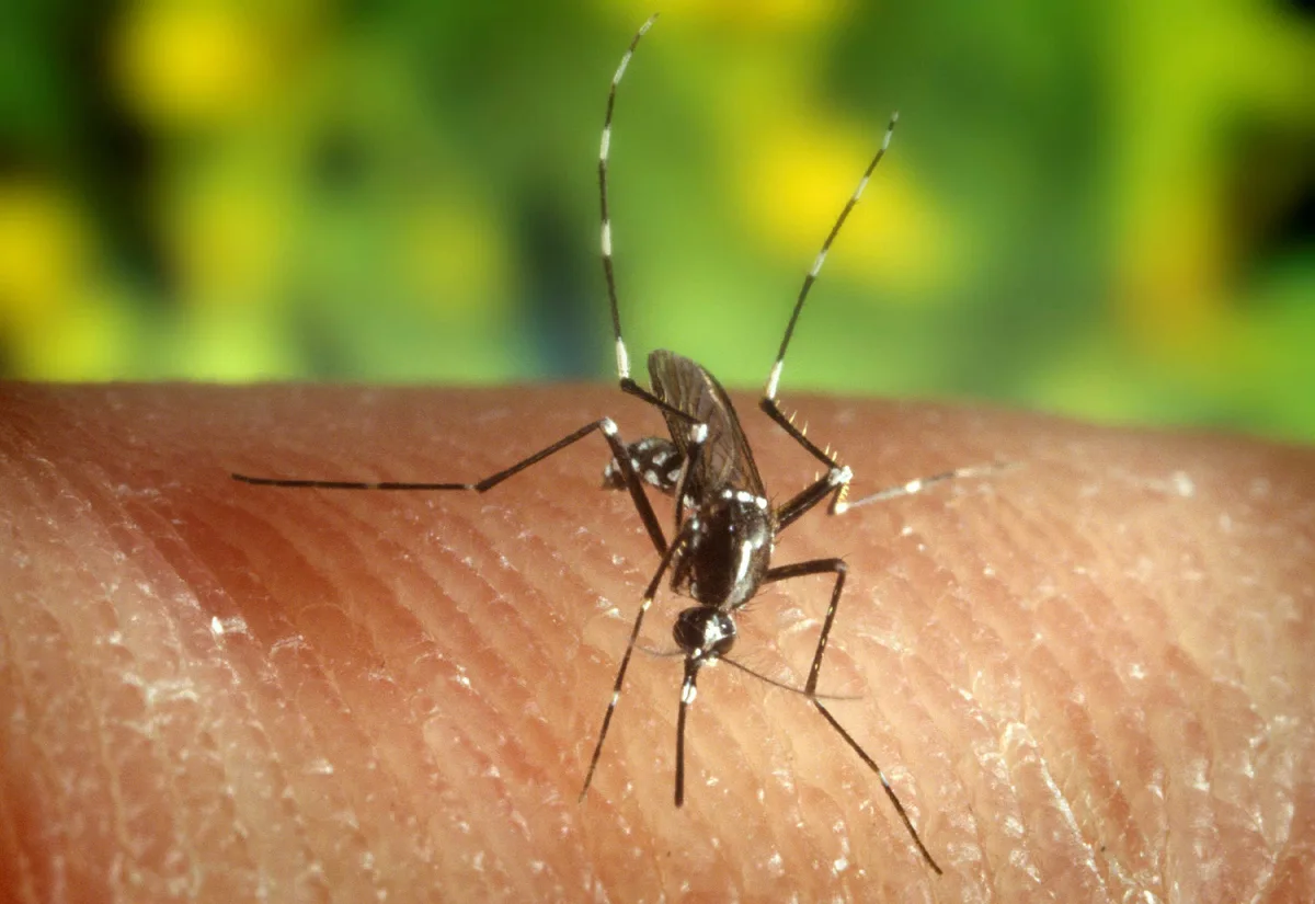Netherlands reports first West Nile virus infection in 6 years