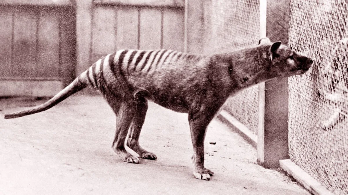 Tasmanischer Tiger: Ausgestorben wegen eines Mythos?