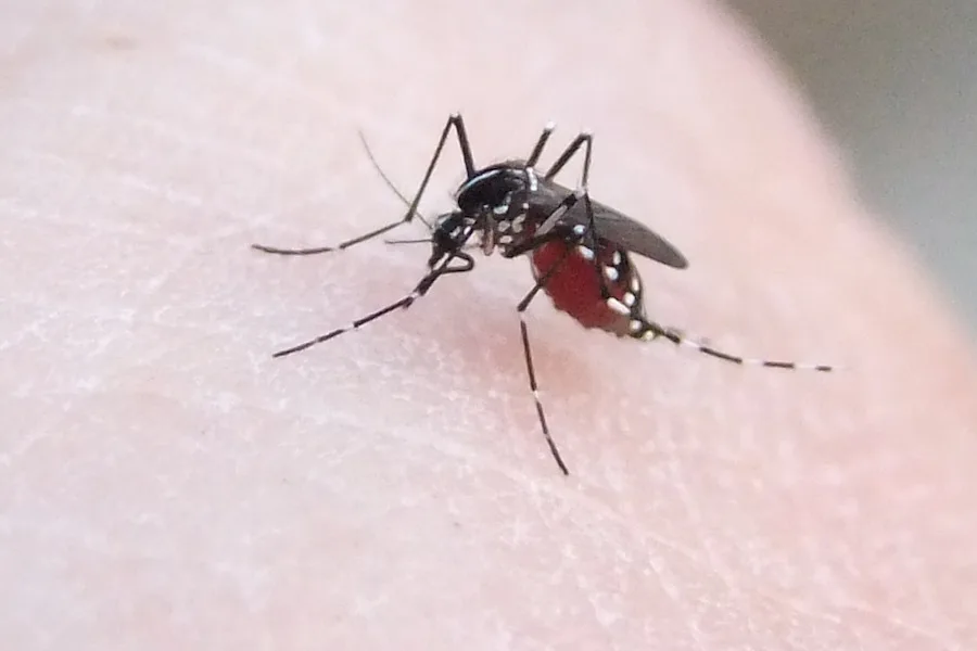 Mosquito-tigre chegou a Castelo Branco. Isso não significa que haja dengue