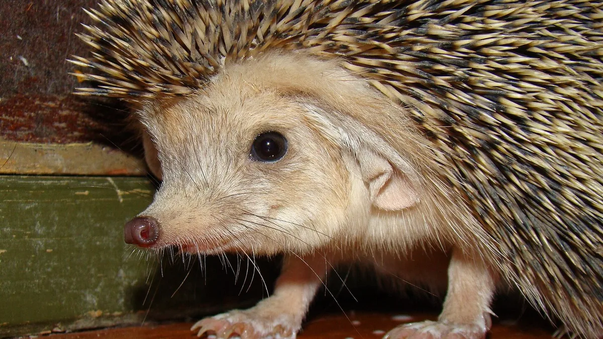 Pasó de ser una popular mascota en España por su adorable aspecto a una especie invasora que amenaza la fauna autóctona
