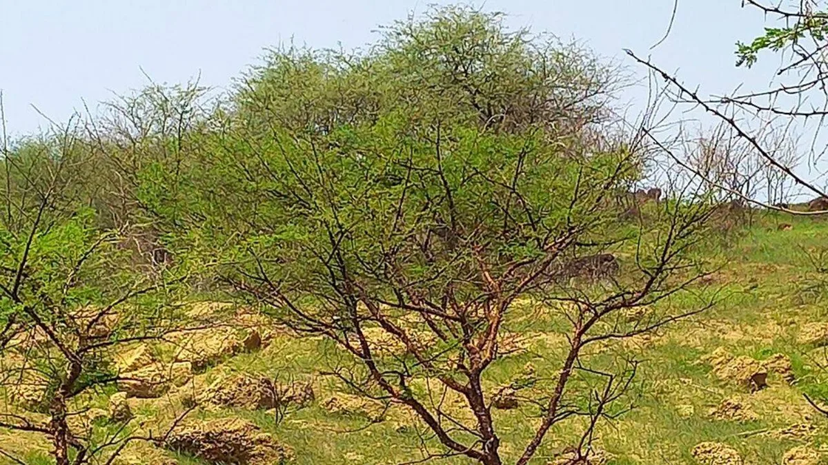 Sudan planted Acacia senegal; older trees stored more carbon, grasslands held more moisture