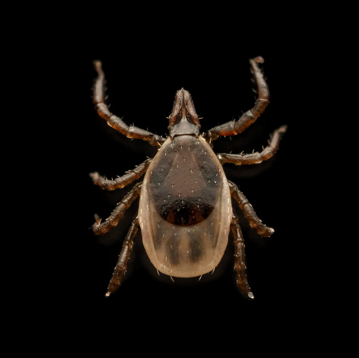 Can We Do Anything About Tick-Borne Diseases Like Alpha-Gal Syndrome?