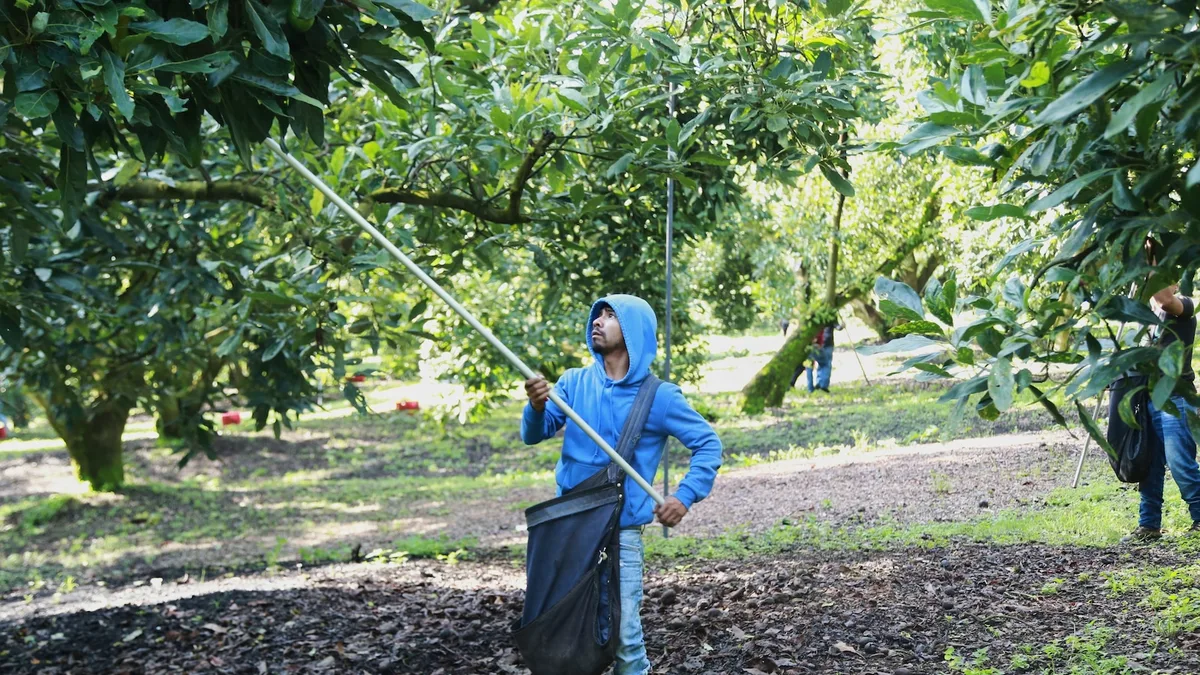 Avocado pickers in Mexico welcome restart of exports to US, but security fears remain