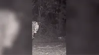 Onça-pintada é encontrada em SP após caminhar dezenas de km por rodovia