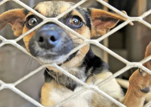 Cape Town draft animal by-law targets strays, nuisance animals and attacks