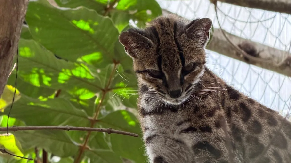 Professor brasileiro descobre que 'tigrinho' boliviano que já tinha até apelido era espécie inédita de felino selvagem