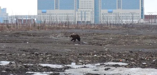 Russland: Behörden berichten von Bärenplage in Sibirien