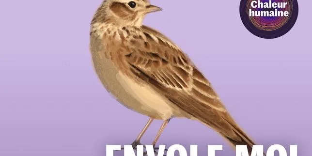 Envole-moi : l’alouette des champs (5/6)