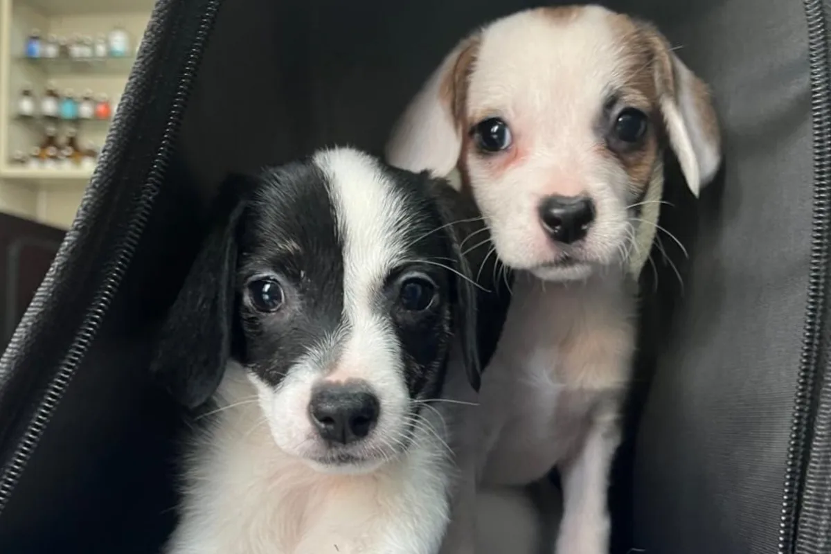 Pixie y Polina: las dos hermanas que sobrevivieron bajo un colchón en la calle y buscan una familia que las adopte juntas
