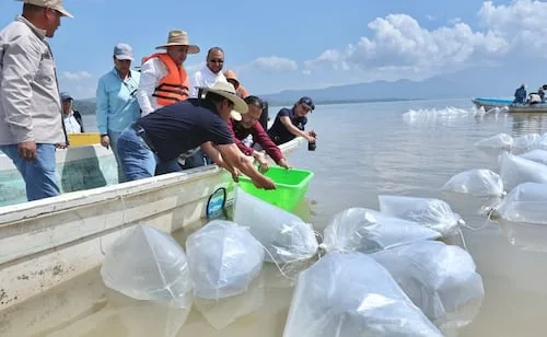 Liberan 80 mil crías de pez blanco en el lago de Pátzcuaro; suman 400 mil