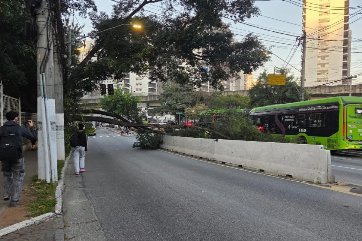 Árvore cai na Giovanni Gronchi e trava trânsito na zona sul de SP