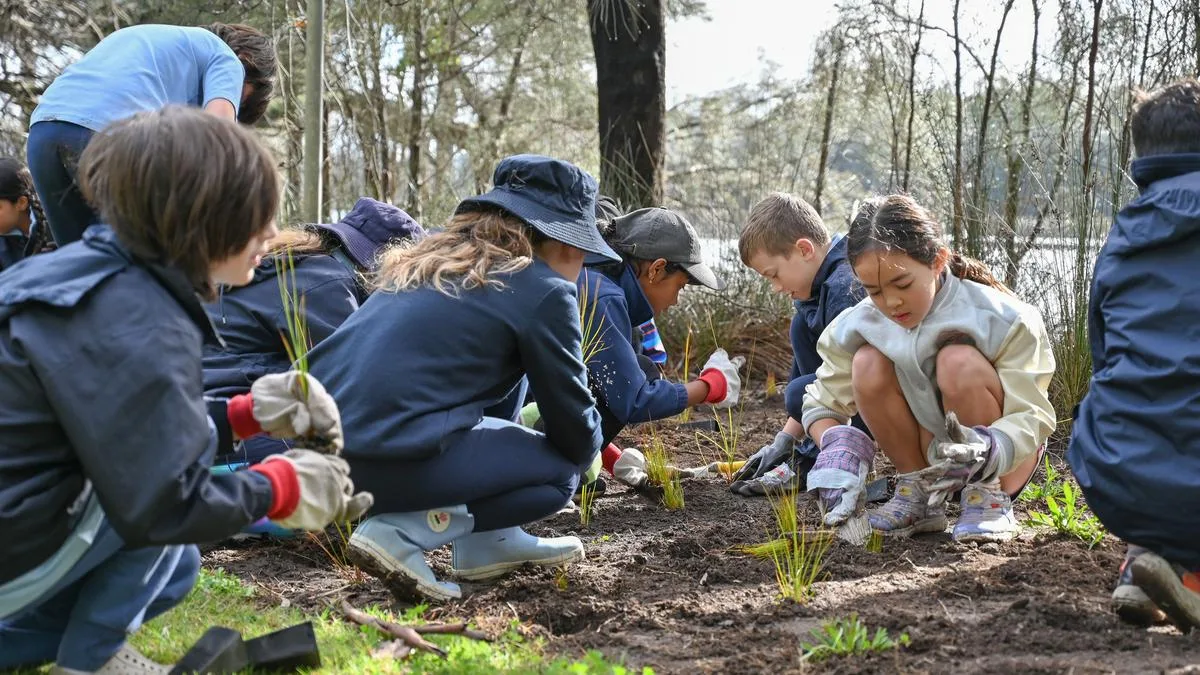 Maylands Peninsula Primary School students help plant thousands of native plants along Tranby foreshore