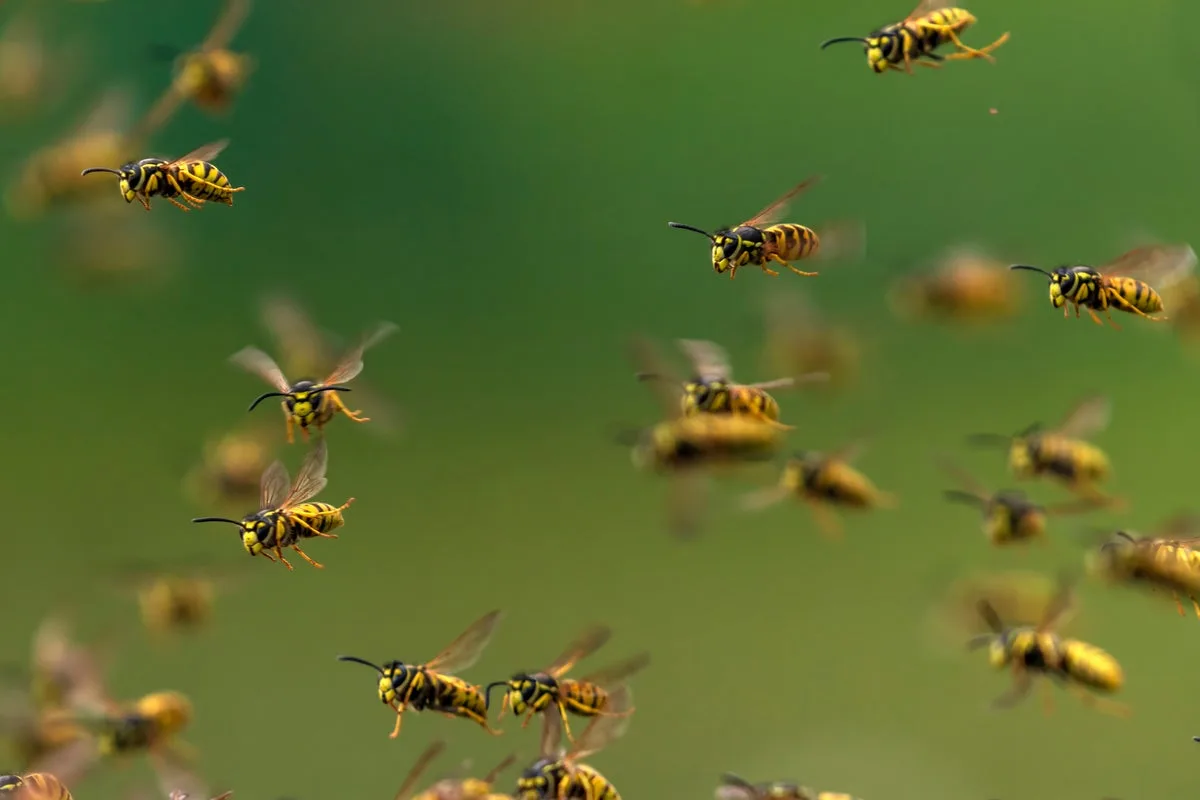 Experts issue warning over ‘aggressive’ drunk wasps swarming parts of England