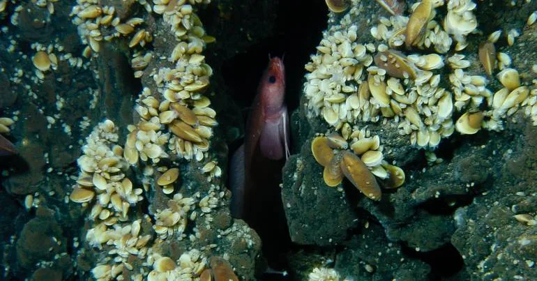 Mais 75% de espécies marinhas invasoras no país em 10 anos