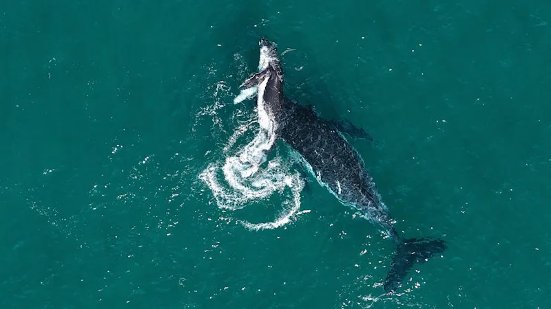 Do animals grieve? Rare footage of this mother and her calf may hold the answer