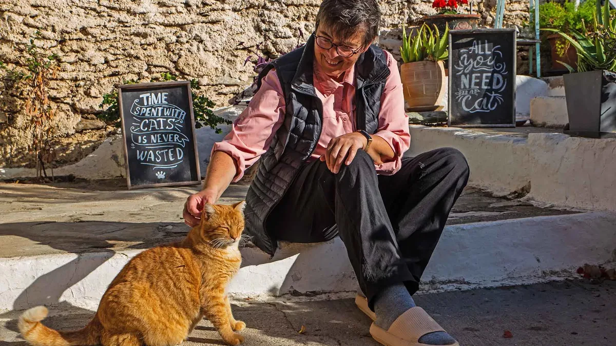 Projeto oferece casa e comida de graça em ilha para cuidador de gatos