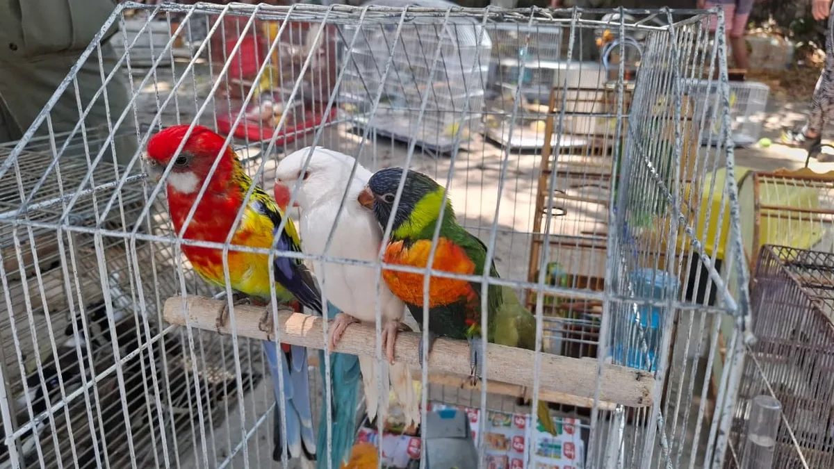 Como o tráfico de animais silvestres no Ceará tem migrado de feiras livres para as redes sociais; veja mensagens