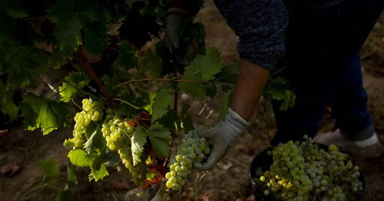 12 milhões para viticultores do Douro sem compradores