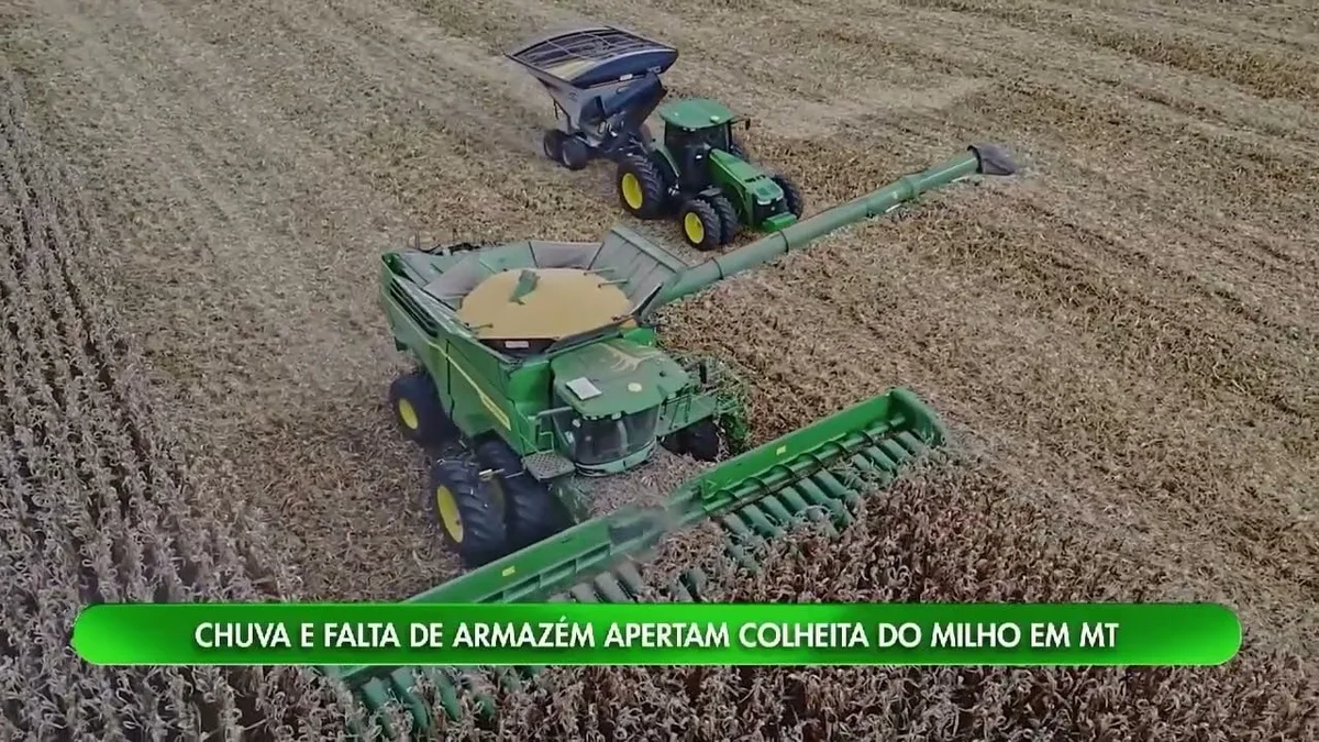 Colheita do milho segunda safra avança em Mato Grosso, mas enfrenta desafios