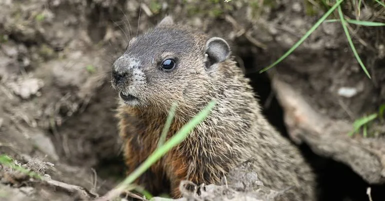 Ativistas exigem fim da caça às marmotas em França