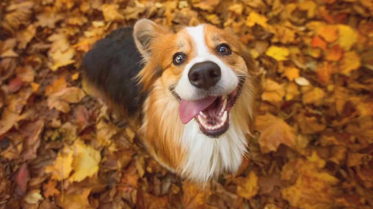 Trainerin erklärt - Darum werden viele Hunde im Herbst unruhiger