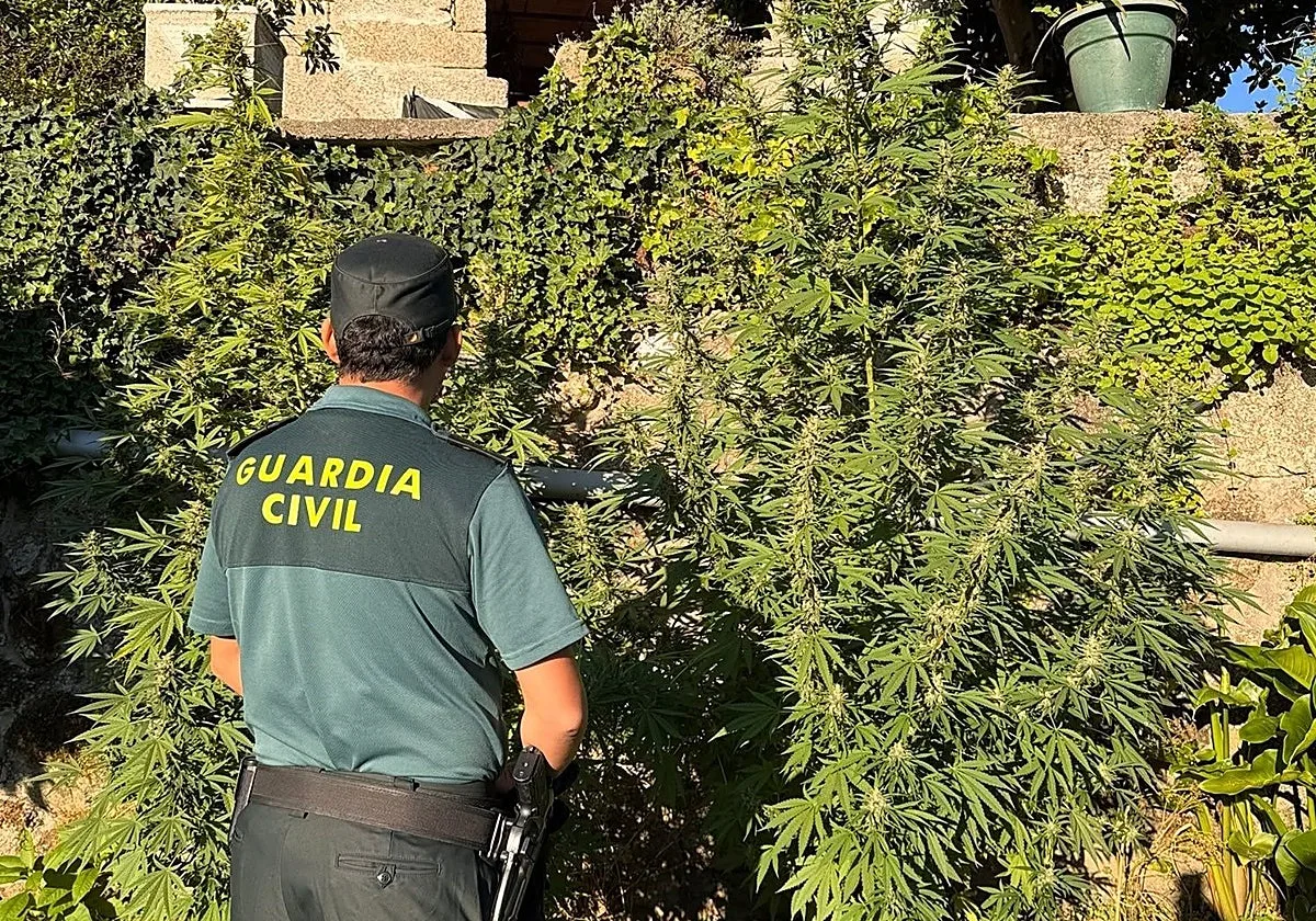 La Guardia Civil localiza cinco plantaciones de marihuana en tres municipios de Pontevedra