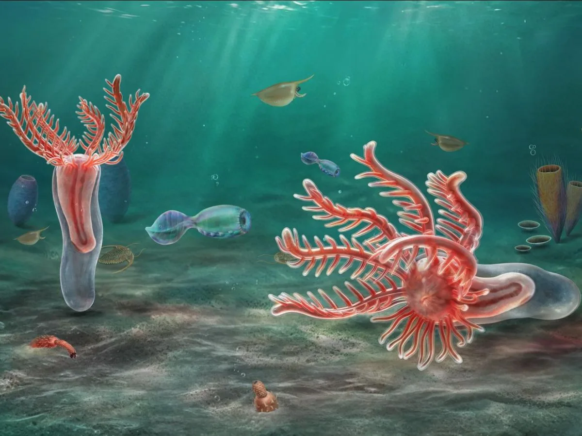 L'ancêtre commun aux étoiles de mer et aux oursins avait des tentacules