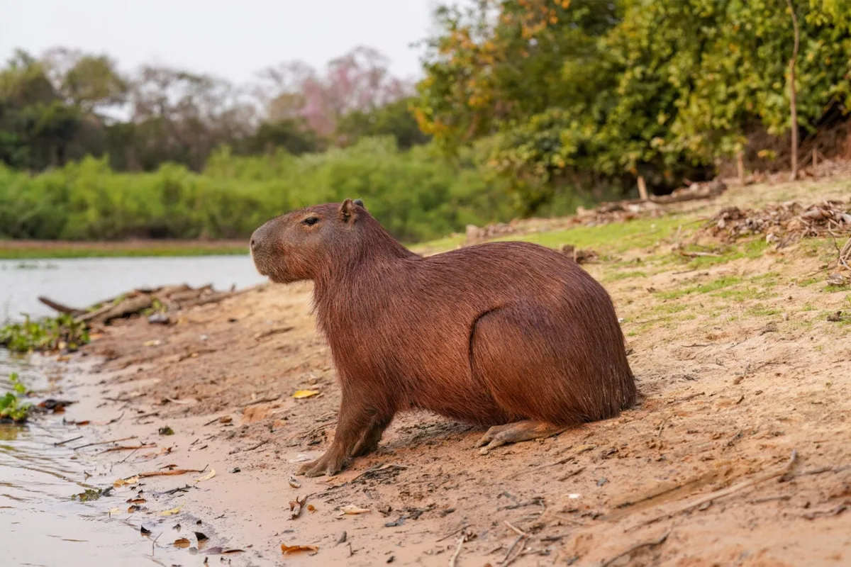 A Fossil Capybara Tooth Suggests the Atacama Desert Was Once Surprisingly Wet
