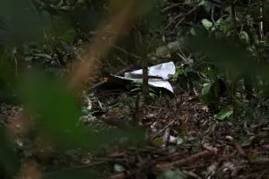 Após acidente no RJ, especialistas dão recomendações para o turismo de aventura; veja