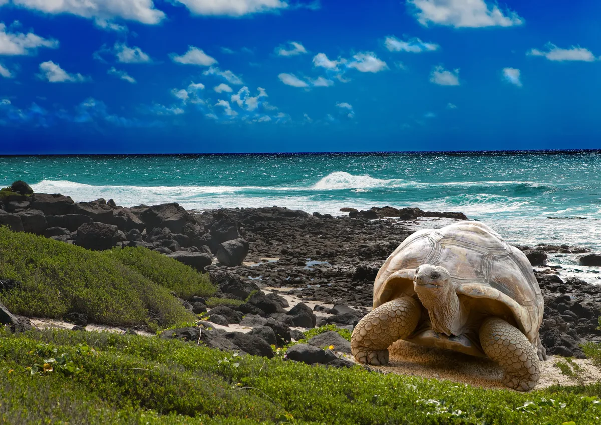 Galápagos, paraíso bajo asedio criminal