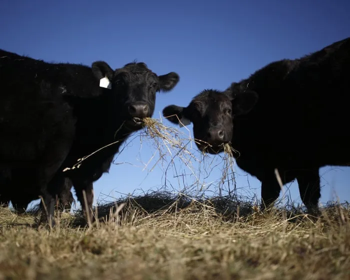 Trump pledges to allow cattle ranchers to process own food amid beef imports backlash