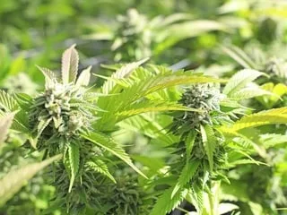 Au Nigeria, la police antidrogue arrête une trafiquante de cannabis… âgée de 101 ans