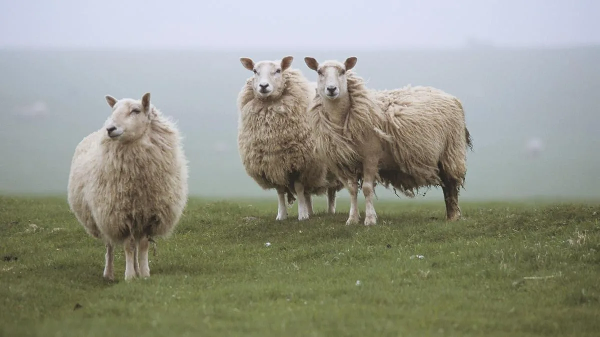 La leyenda de los Pérez de las Shetland