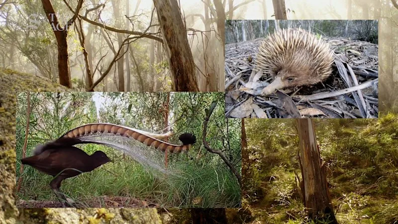 The beauty of the southern forests