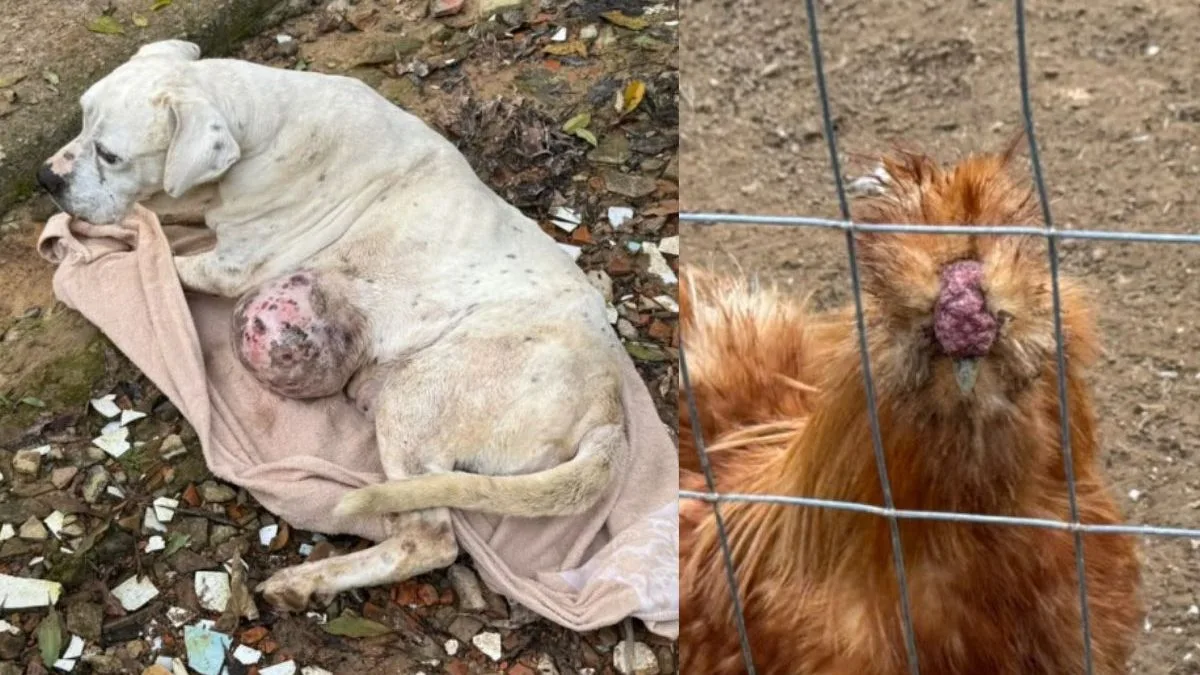Cachorra com tumor e animais machucados são encontrados em casa ‘insalubre’, sem água e comida em Blumenau