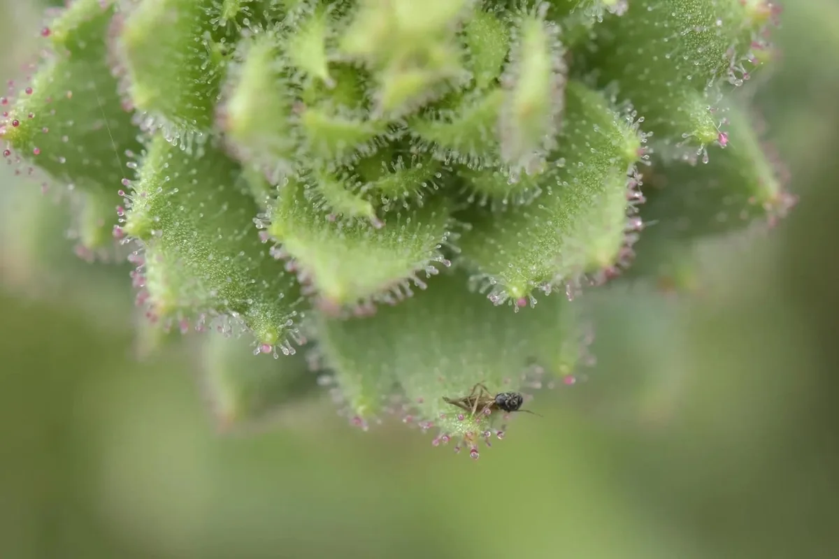 Planta carnívora confirma hipótese de Charles Darwin após 150 anos