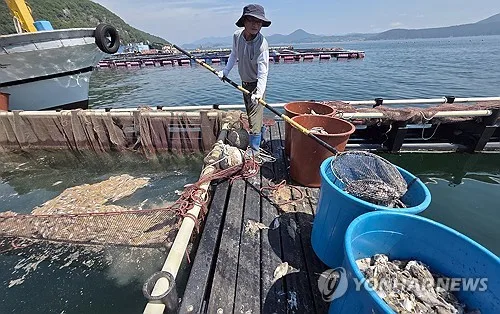 경남 어민들, 8월 고수온에 9월 적조 가능성 전전긍긍