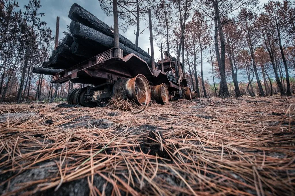 Bonne gestion des forêts : ne confondons pas la parole des écologues et celle des écologistes