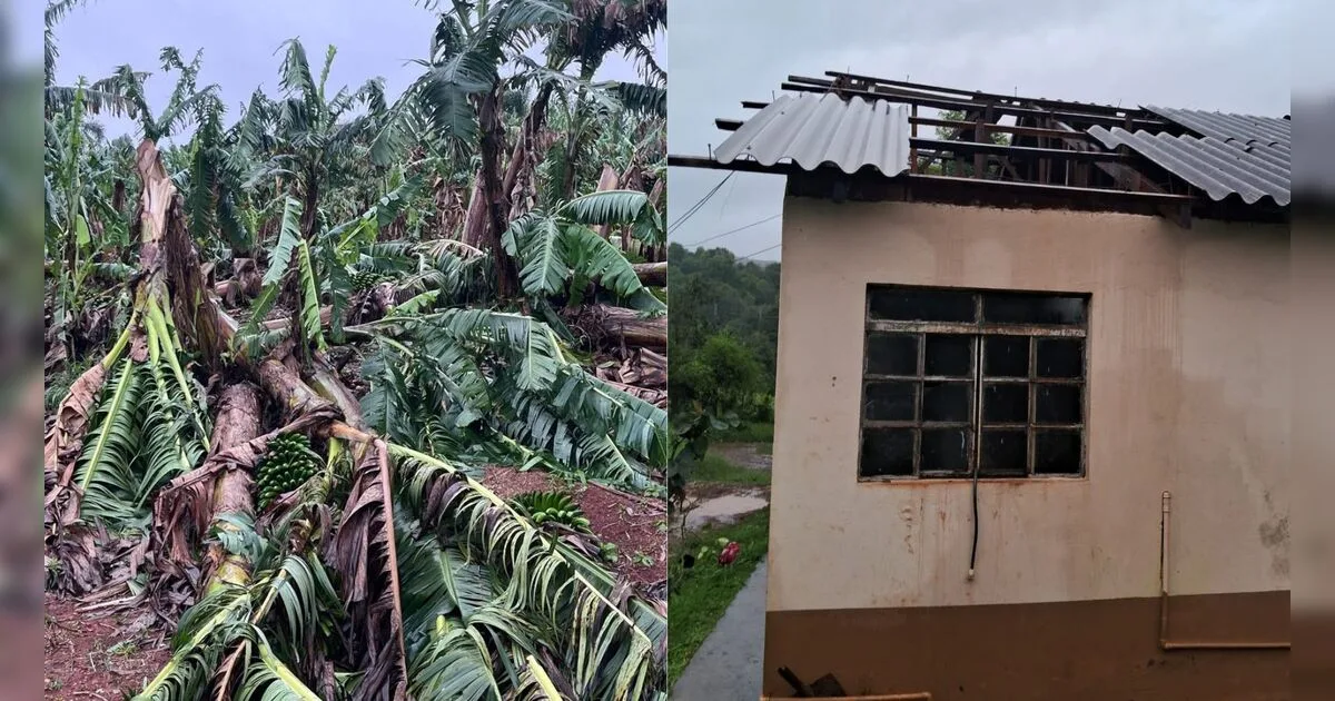 Tempestade deixa prejuízo nas lavouras e estufas na zona rural de Apucarana