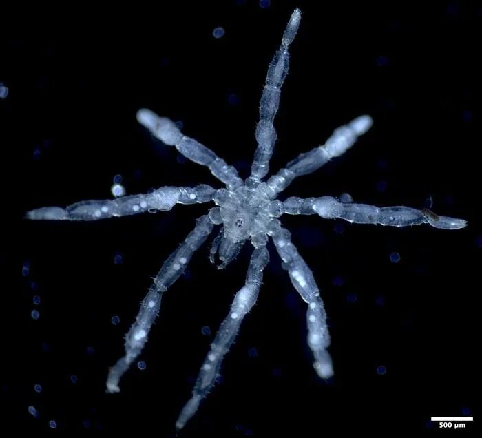 Aranhas aquáticas de olhos vermelhos são descobertas em mergulhos no Canadá