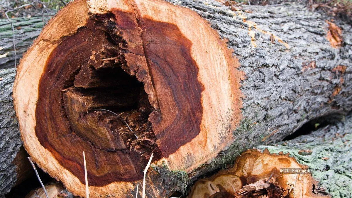 Scientists infect 6,000 young elms in bold bid to bring iconic trees back