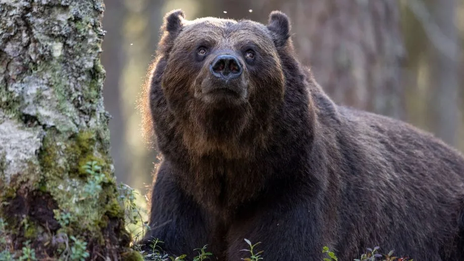Le protocole "ours à problèmes" activé en Ariège après un face à face avec un éleveur