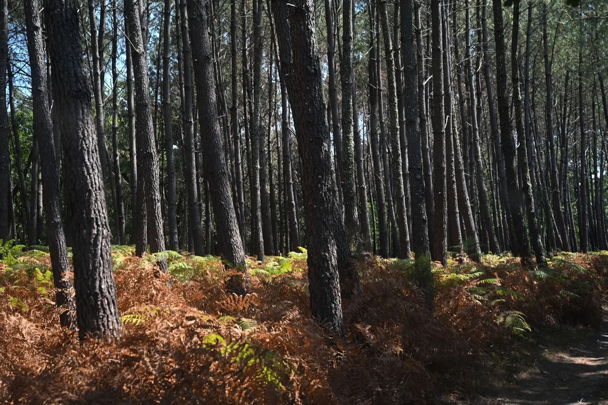 Pellets ou palettes : que faire du bois brûlé par les incendies en Gironde ?
