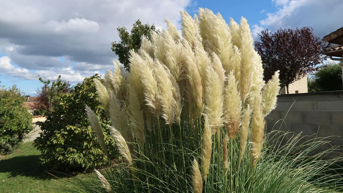 Cortaderia selloana: Pampasgras zurückschneiden: Das gilt es zu beachten