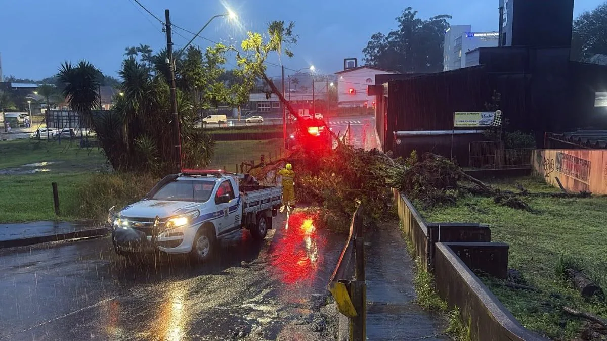 Queda de árvore interdita ligação a bairro de Blumenau durantes fortes chuvas