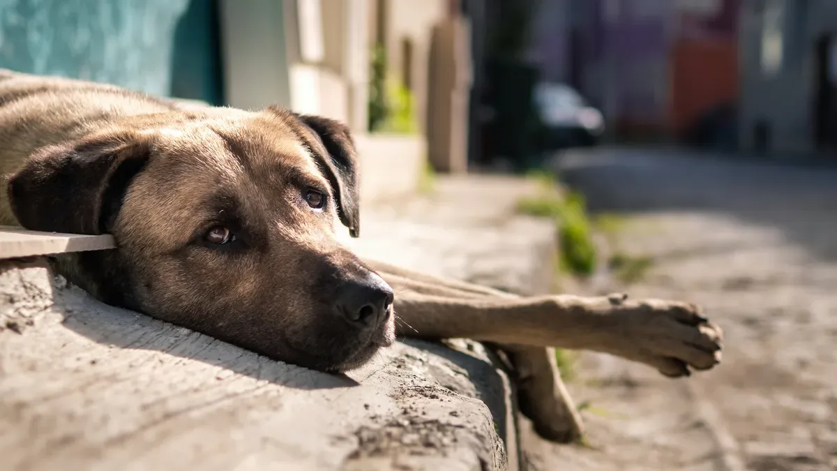 Motoristas que abandonarem animais poderão ter CNH suspensa