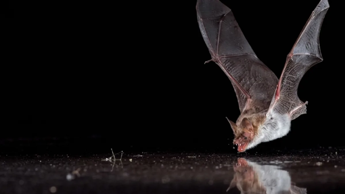 Scientists fooled 11 bat species with fake water covered in clear plastic