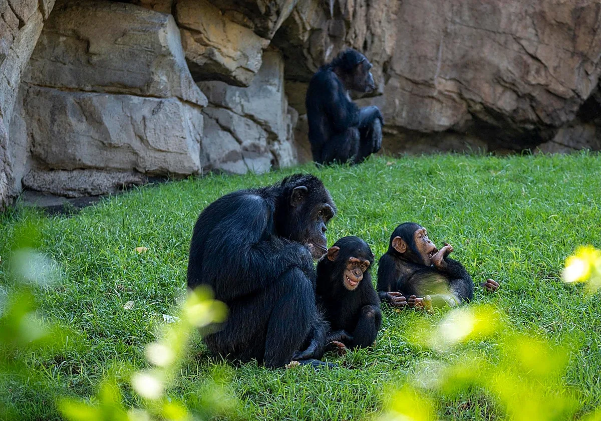 Bioparc reivindica la importancia de conocer a los primates para protegerlos de la extinción