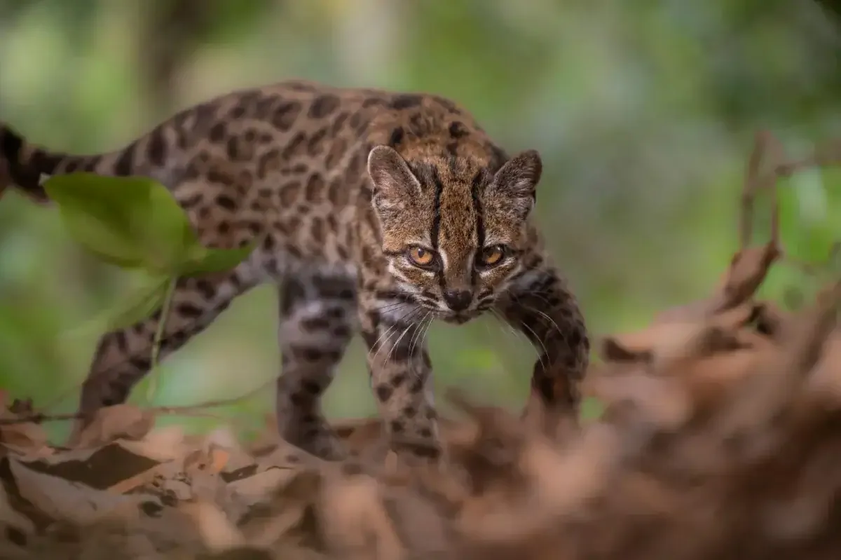 Pela primeira vez em mais de um século, uma nova espécie viva de gato é formalmente nomeada e descrita