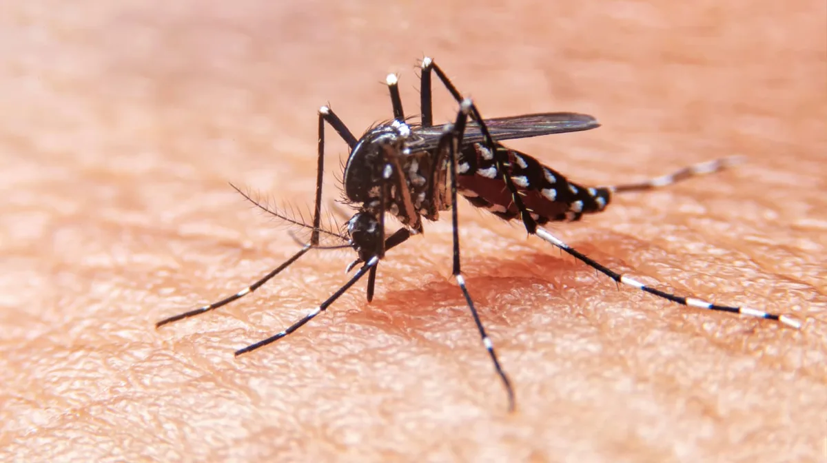 Día Mundial del Mosquito: prevenir las picaduras también es cuidar la salud
